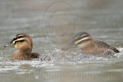 _MG_5689 Masked Duck.jpg