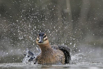 _MG_5728 Masked Duck.jpg