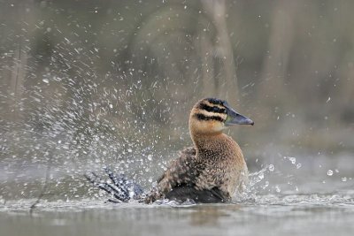 _MG_5732 Masked Duck.jpg