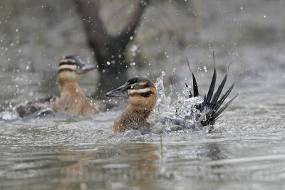 _MG_5772 Masked Duck.jpg