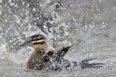 _MG_5773 Masked Duck.jpg