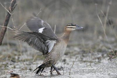 _MG_5860 Masked Duck.jpg