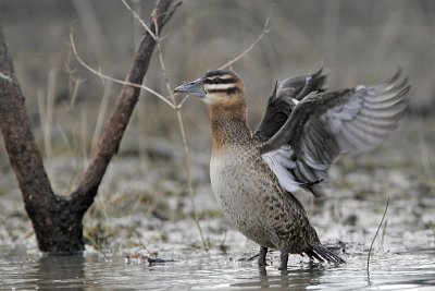 _MG_5955 Masked Duck.jpg