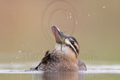 _MG_7308 Masked Duck.jpg