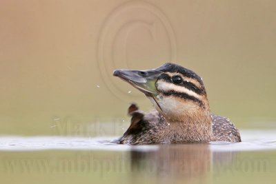 _MG_7311 Masked Duck.jpg