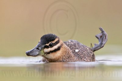 _MG_7315 Masked Duck.jpg