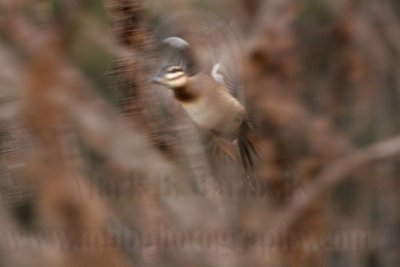 _MG_7932 Masked Duck.jpg