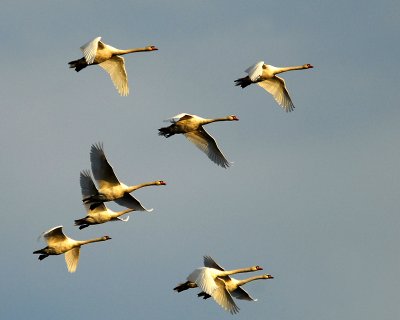 Flock of Swans in golden light.