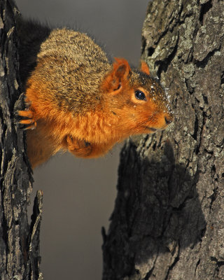 Someone's coming with a bag of nuts