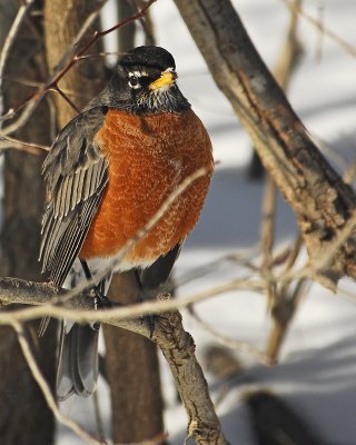 Another winter Robin
