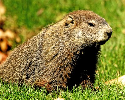 Fat Groundhog