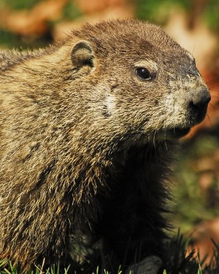 Groundhog close up