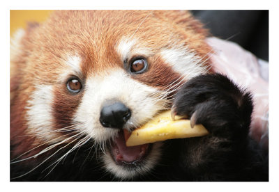 Red Panda