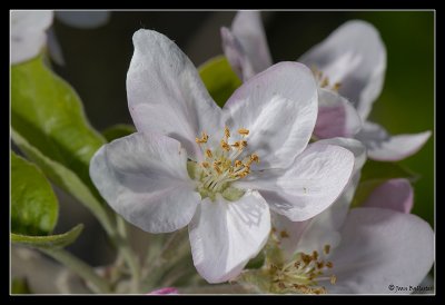 Flor de peral