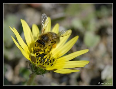 Apis Mellifera