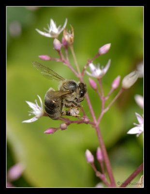 Apis Mellifera