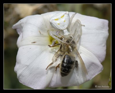 Araa cangrejo con abeja