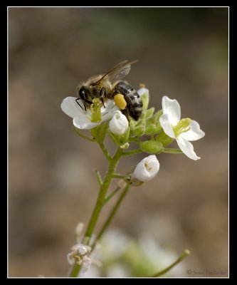 Apis Mellifera