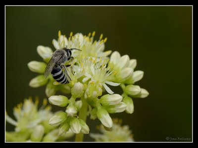 Abeja silvestre