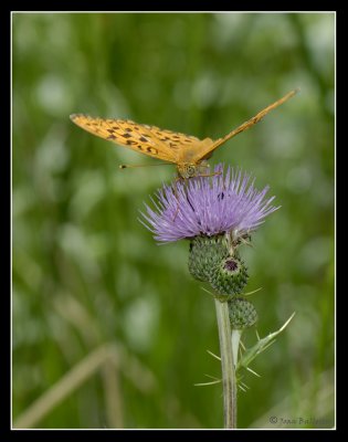 Mariposa