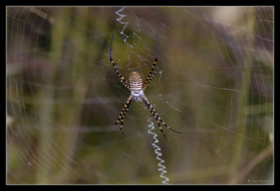 Argiope