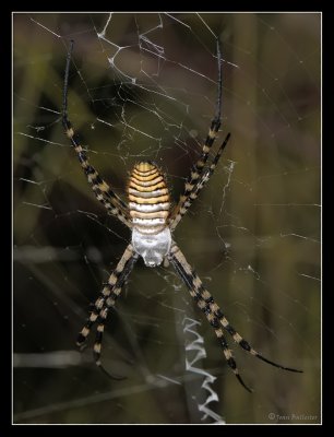 Argiope