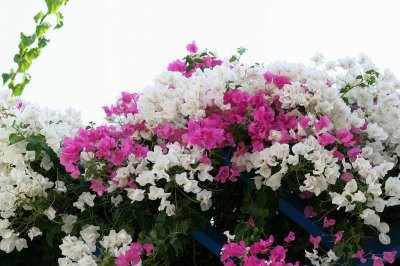 IMG_2458.jpg