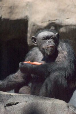 Chimpanzee 2.jpg
