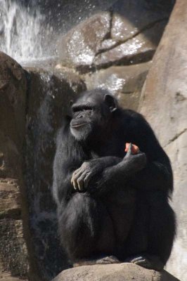 Chimpanzee.jpg