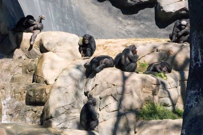 Chimpanzees.jpg