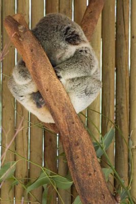 Koala and baby.jpg