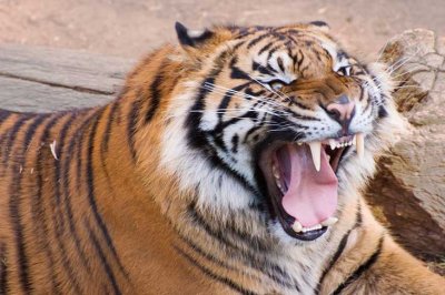Tiger - LA Zoo.jpg