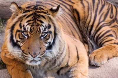 Tiger 2 - LA Zoo.jpg