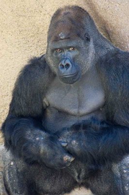Western lowland Gorilla.jpg