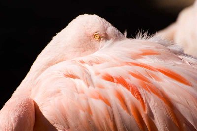 flamingo.jpg