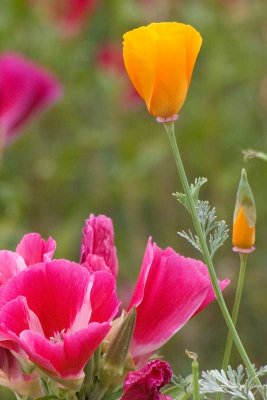 Los Angeles Arboretum