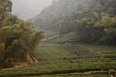 Dragon Well Tea fields.jpg