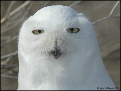 HARFANG DES NEIGES