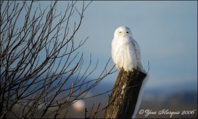 Strigids, accipiutrids, falconids