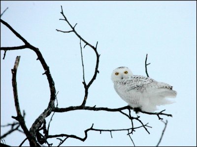 HARFANG DES NEIGES