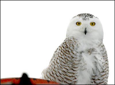 HARFANG DES NEIGES