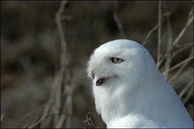 HARFANG DES NEIGES