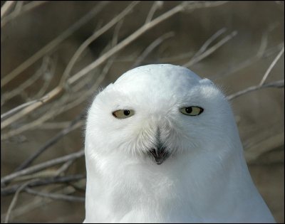 HARFANG DES NEIGES