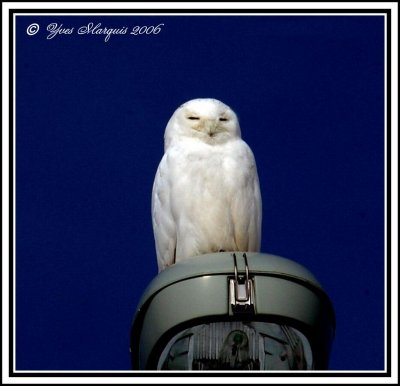HARFANG DES NEIGES