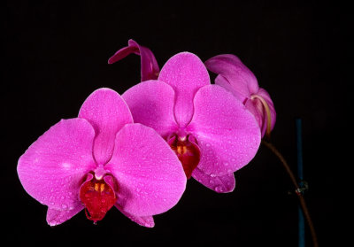 Orchid