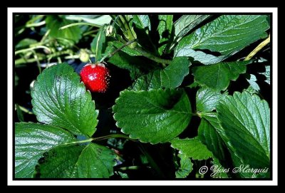 Fraise oubli du Qubec