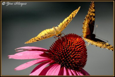 Monarque et Monarde