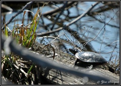 Tortue de chez nous