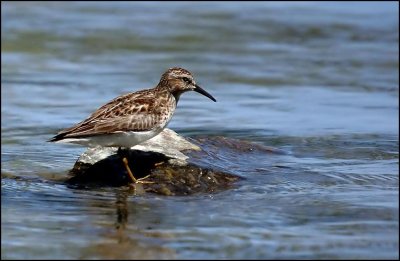 oiseaux aquatiques