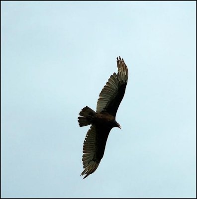 URUBU